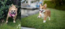 Beabull vs Corgi - Breed Comparison