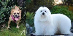 Beabull vs Coton De Tulear - Breed Comparison