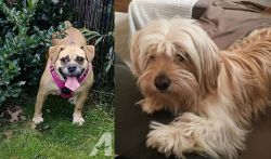 Beabull vs Cyprus Poodle - Breed Comparison