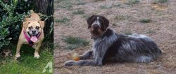 Beabull vs Deutsch Drahthaar - Breed Comparison