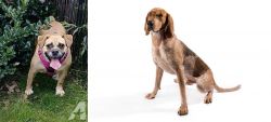 Beabull vs English Coonhound - Breed Comparison