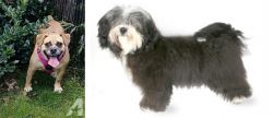 Beabull vs Havanese - Breed Comparison