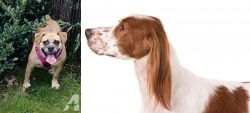 Beabull vs Irish Red and White Setter - Breed Comparison