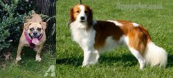 Beabull vs Kooikerhondje - Breed Comparison