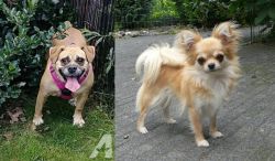 Beabull vs Long Haired Chihuahua - Breed Comparison