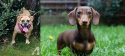 Beabull vs Miniature Dachshund - Breed Comparison