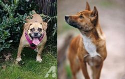 Beabull vs New Guinea Singing Dog - Breed Comparison