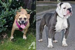 Beabull vs Old English Bulldog - Breed Comparison
