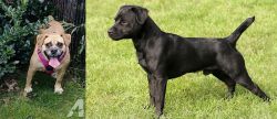 Beabull vs Patterdale Terrier - Breed Comparison