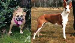 Beabull vs Podenco Canario - Breed Comparison