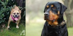 Beabull vs Rottweiler - Breed Comparison