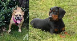 Beabull vs Slovakian Hound - Breed Comparison