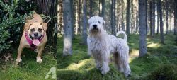 Beabull vs Soft-Coated Wheaten Terrier - Breed Comparison
