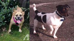 Beabull vs Teddy Roosevelt Terrier - Breed Comparison