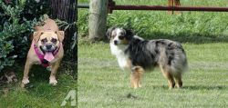 Beabull vs Toy Australian Shepherd - Breed Comparison