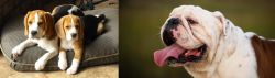 Beagle vs English Bulldog - Breed Comparison