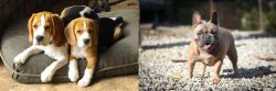 Beagle vs French Bulldog - Breed Comparison