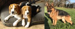 Beagle vs German Shepherd - Breed Comparison