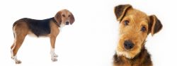 Beagle-Harrier vs Airedale Terrier - Breed Comparison