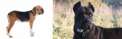 Beagle-Harrier vs Alano Espanol - Breed Comparison