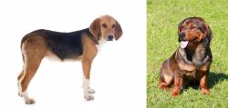 Beagle-Harrier vs Alpine Dachsbracke - Breed Comparison