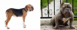 Beagle-Harrier vs American Bully - Breed Comparison