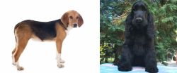 Beagle-Harrier vs American Cocker Spaniel - Breed Comparison