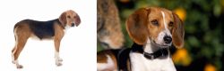 Beagle-Harrier vs American Foxhound - Breed Comparison