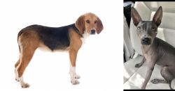 Beagle-Harrier vs American Hairless Terrier - Breed Comparison