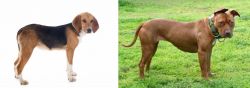 Beagle-Harrier vs American Pit Bull Terrier - Breed Comparison