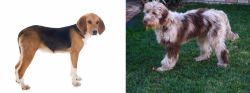 Beagle-Harrier vs Aussie Doodles - Breed Comparison