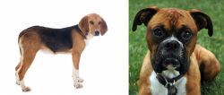 Beagle-Harrier vs Boxer - Breed Comparison