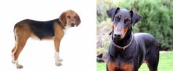 Beagle-Harrier vs Doberman Pinscher - Breed Comparison