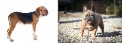 Beagle-Harrier vs French Bulldog - Breed Comparison