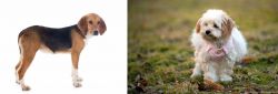 Beagle-Harrier vs West Highland White Terrier - Breed Comparison