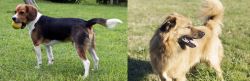 Beaglier vs Basque Shepherd - Breed Comparison