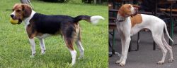 Beaglier vs English Pointer - Breed Comparison