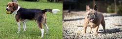 Beaglier vs French Bulldog - Breed Comparison