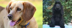 Beago vs American Cocker Spaniel - Breed Comparison
