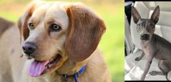 Beago vs American Hairless Terrier - Breed Comparison