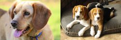 Beago vs Beagle - Breed Comparison