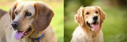Beago vs Golden Retriever - Breed Comparison
