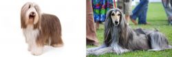 Bearded Collie vs Afghan Hound - Breed Comparison