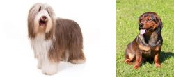 Bearded Collie vs Alpine Dachsbracke - Breed Comparison