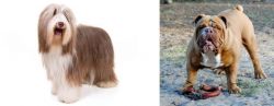 Bearded Collie vs Australian Bulldog - Breed Comparison