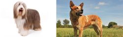Bearded Collie vs Australian Red Heeler - Breed Comparison