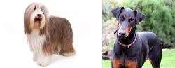 Bearded Collie vs Doberman Pinscher - Breed Comparison