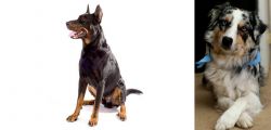 Beauceron vs Australian Collie - Breed Comparison
