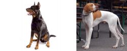 Beauceron vs English Pointer - Breed Comparison