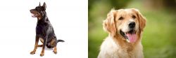 Beauceron vs Golden Retriever - Breed Comparison